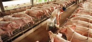 Aumenta producción de carne de cerdo en México