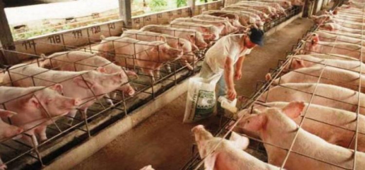 Aumenta producción de carne de cerdo en México