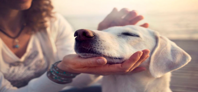 Construyen hotel para perros y gatos