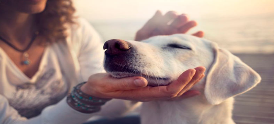 Construyen hotel para perros y gatos