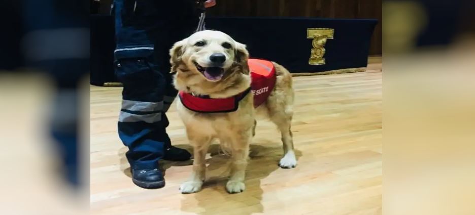 Murió “Nalah” perrita rescatista