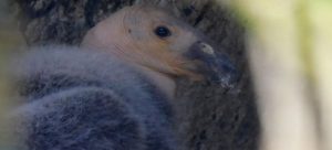 Nace cóndor de California en Zoológico de Chapultepec