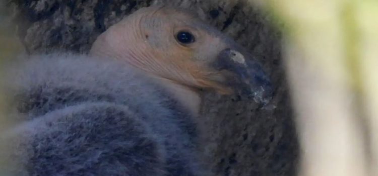 Nace cóndor de California en Zoológico de Chapultepec