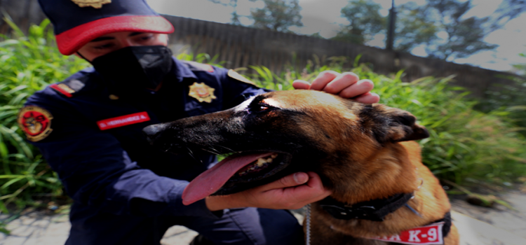 Reconocen labor de 16 años de la Brigada de Vigilancia Animal