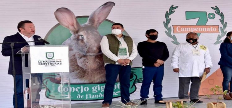 Criaderos cunícolas participan en Campeonato del Conejo de Flandes
