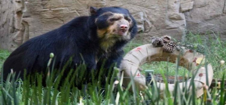 Murió “Carlos” oso andino del Zoológico de Chapultepec