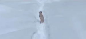 Perrito quedó congelado