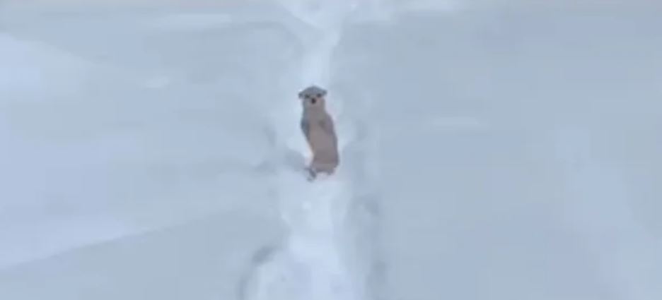 Perrito quedó congelado