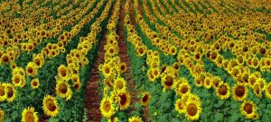 Producción de Girasol fortalecerá economía de Argentina