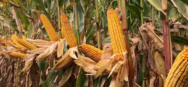 Alertan sobre encarecimiento de producción de maíz