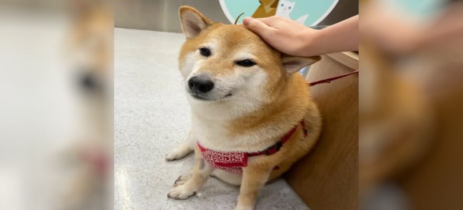 Cheems, el perrito de los memes, tiene pancreatitis