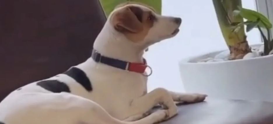 Perrito llora viendo El Rey León
