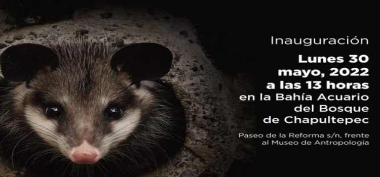 Presentan  exposición fotográfica “Fauna de la Ciudad de México” en  Chapultepec