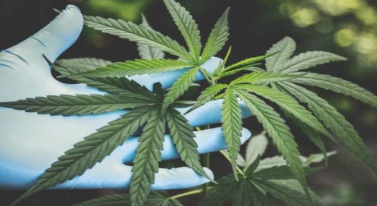 Se permitirá posesión de más de cinco gramos de marihuana