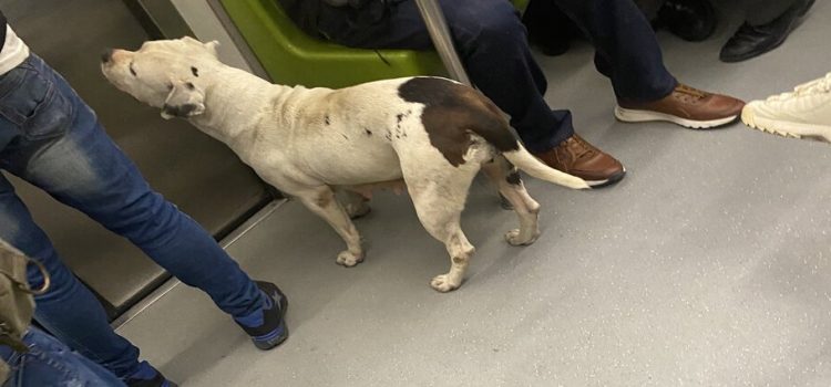 Usuarios del Metro captan a perrita paseando en los vagones
