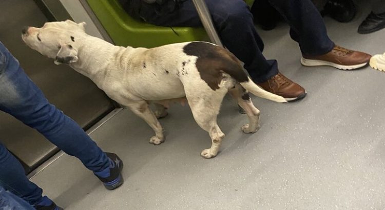 Usuarios del Metro captan a perrita paseando en los vagones