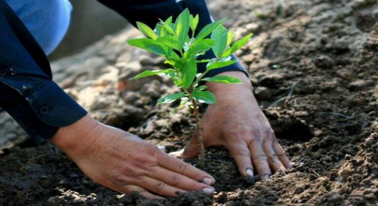 Primer lugar para CDMX  en los premios “Ciudad Verde Mundial, 2022”