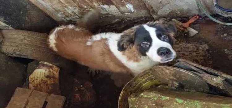 Rescatan a perritos que vivían en malas condiciones