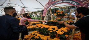 Sedema inaugura el Festival Flores de Otoño
