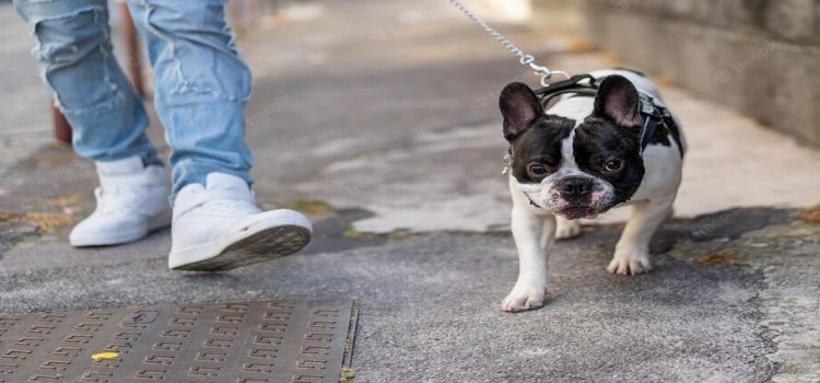 Acusan a cuidadores de muerte de una perrita, luego de sacarla a pasear