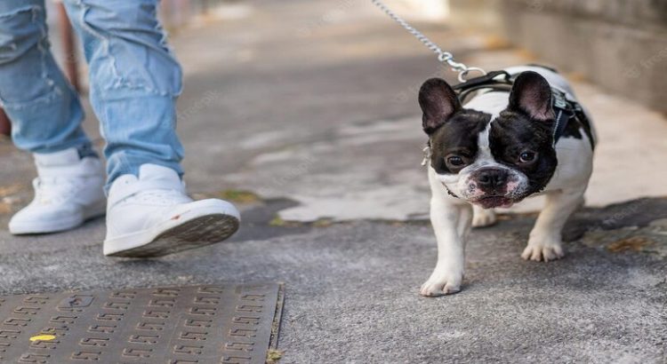 Acusan a cuidadores de muerte de una perrita, luego de sacarla a pasear