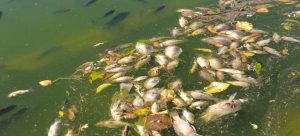 Muerte masiva de peces en el Bosque de Chapultepec