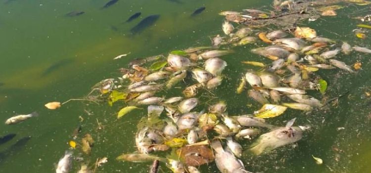Muerte masiva de peces en el Bosque de Chapultepec