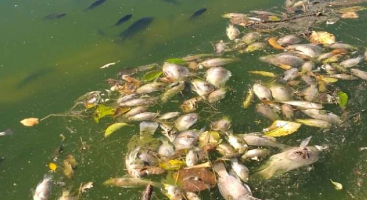 Muerte masiva de peces en el Bosque de Chapultepec