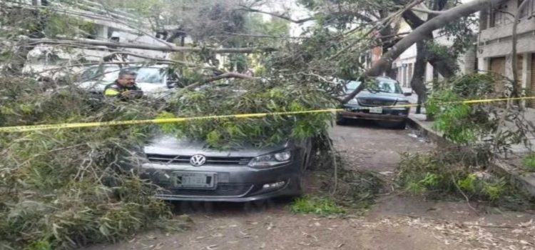 Dos personas resultan heridas por la caída de un árbol