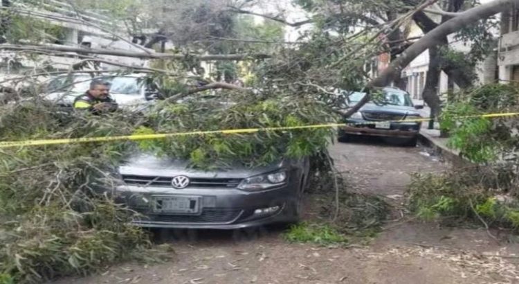 Dos personas resultan heridas por la caída de un árbol