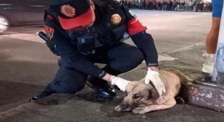 Policías capitalinos auxilian a perrito atropellado