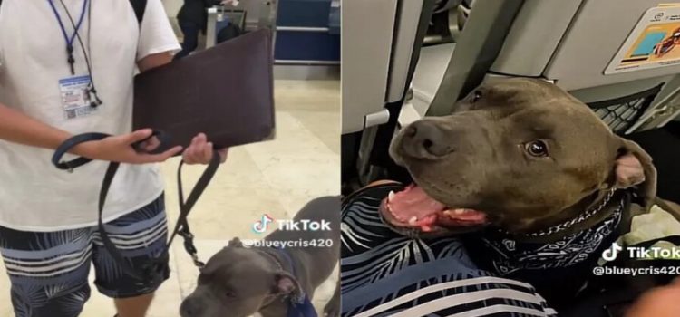 Joven denuncia que Viva Aerobús no dejó subir a su pitbull sin bozal