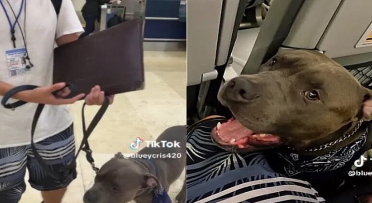 Joven denuncia que Viva Aerobús no dejó subir a su pitbull sin bozal