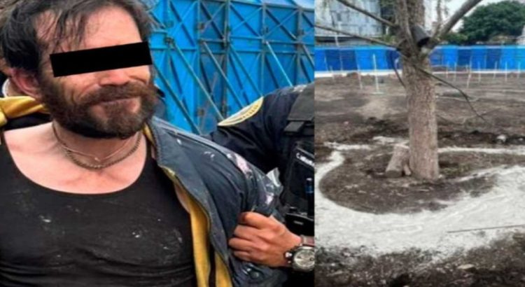 La Fiscalía de CDMX detuvo a un hombre acusado de dañar el ahuehuete de Paseo de la Reforma