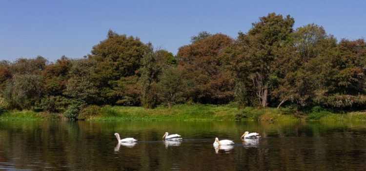 CDMX recibe 20 reconocimientos internacionales y nacionales por trabajos ambientales