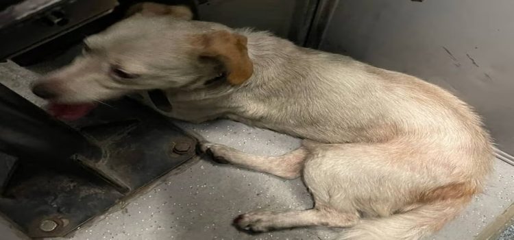 Cortan la energía en la Línea B del Metro para rescatar a un perrito