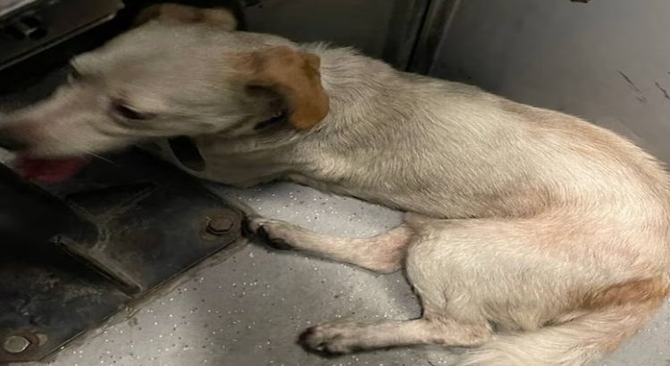 Cortan la energía en la Línea B del Metro para rescatar a un perrito