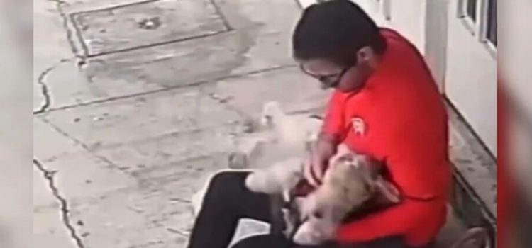 Buscan a sujeto que golpeó al perrito de su novia