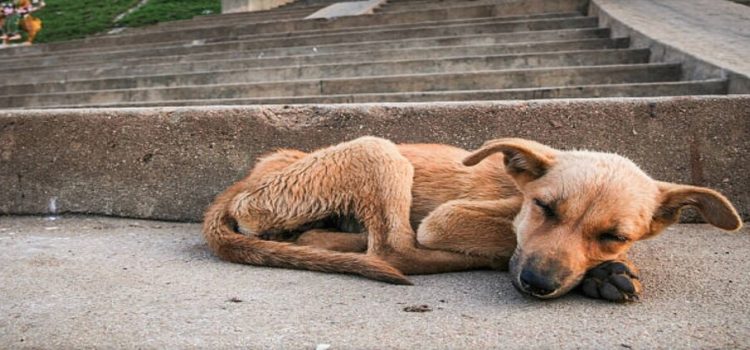 Iztapalapa es la alcaldía con más casos de maltrato animal