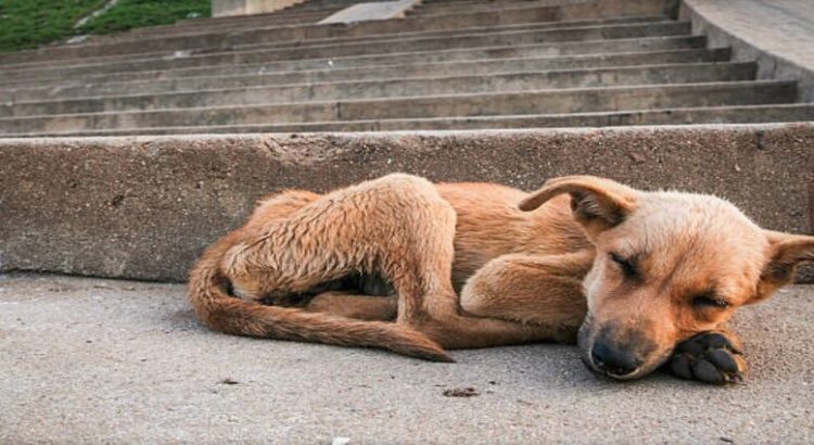 Iztapalapa es la alcaldía con más casos de maltrato animal