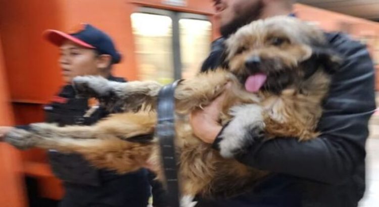 La presencia de un perro paralizó el servicio de L3 del Metro de CDMX