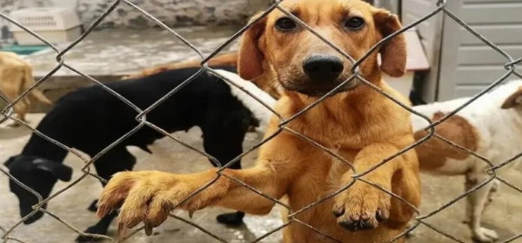 Gamers donan una tonelada de alimento para perritos rescatados del Metro