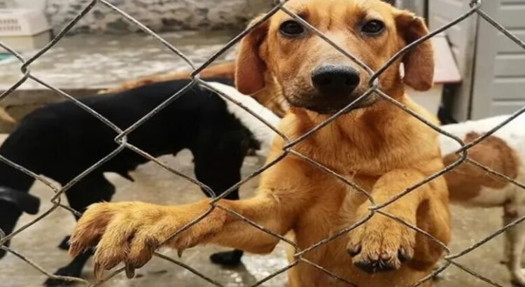 Gamers donan una tonelada de alimento para perritos rescatados del Metro