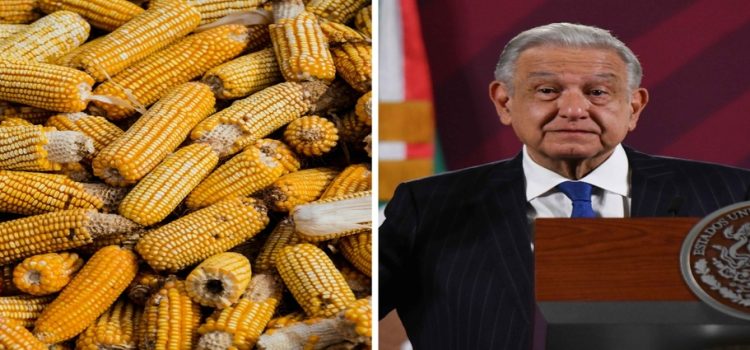 AMLO: “No vamos a permitir que se utilice maíz transgénico para la alimentación del pueblo de México”