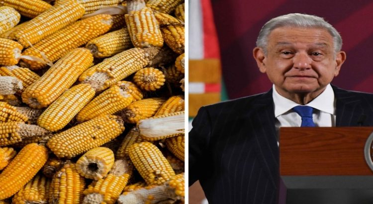 AMLO: “No vamos a permitir que se utilice maíz transgénico para la alimentación del pueblo de México”