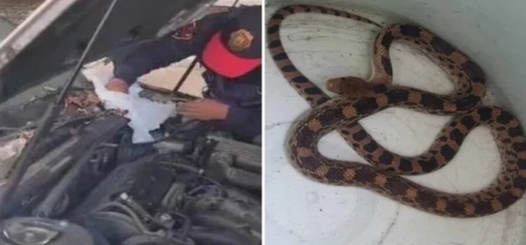 Hombre encuentra en el motor de su auto una serpiente