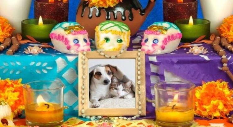 Coyoacán realizará ofrenda para las mascotas; cómo participar