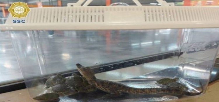 Encuentran una cría de caimán y 11 tortugas en el Metro de la Ciudad de México