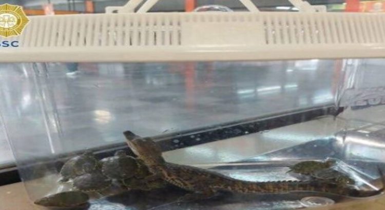 Encuentran una cría de caimán y 11 tortugas en el Metro de la Ciudad de México