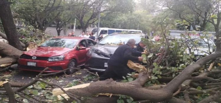 Árbol caído en alcaldía Miguel Hidalgo causó afectaciones